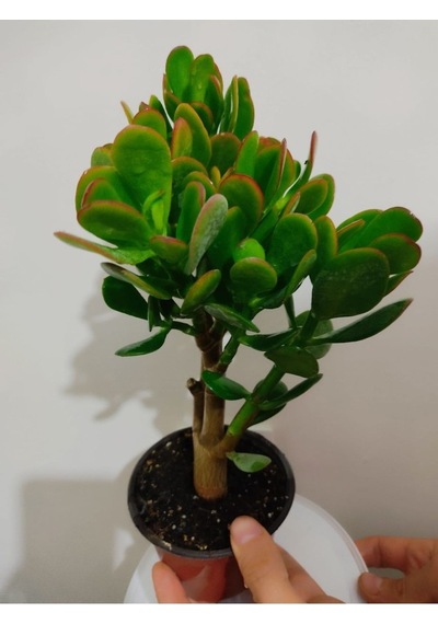 Bonsai Para Çiçeği Şans Çiçeği Bereket Çiçeği 10-20 Cm