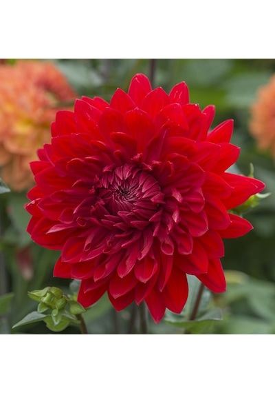 Hoş Kokulu Dahlia Wonder Yıldız Çiçeği Yumrusu 1 Adet