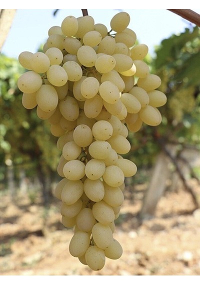 Rüzgarbotanik Sultaniye Üzüm 40Cm 60Cm
