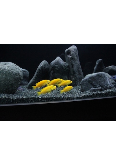 Kanki Pet Akvaryum Kumu 1 KG Bazalt 1-2 MM