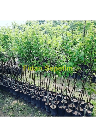 3 Yaş Aşılı Scarlet Spur Elma Fidanı