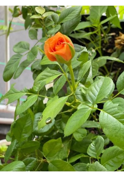 Yediveren Turuncu Renkli 30 50 Cm 1 Adet Saksılı Aşılı Gül Orange Rose
