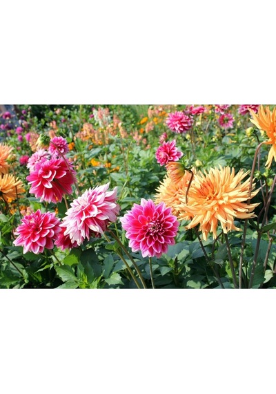 Dahlia Tohumu Dekoratif Dev Çiçekli Yıldız Çiçeği Variabilis Giants Mix