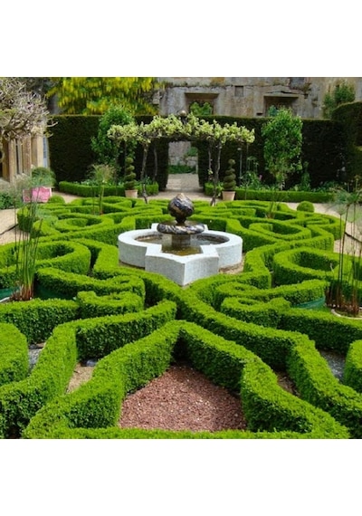 Şimşir Çit Bitkisi Buxus Sempervirens Rotundifolia