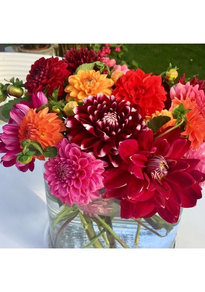 Büyük Çiçekli Mixed Dahlia Karışık Yıldız Çiçeği Yumrusu 5 Adet