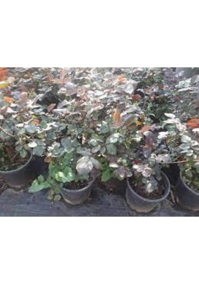 Vanilya Beyazı Gül Fidanı 15-25 Cm