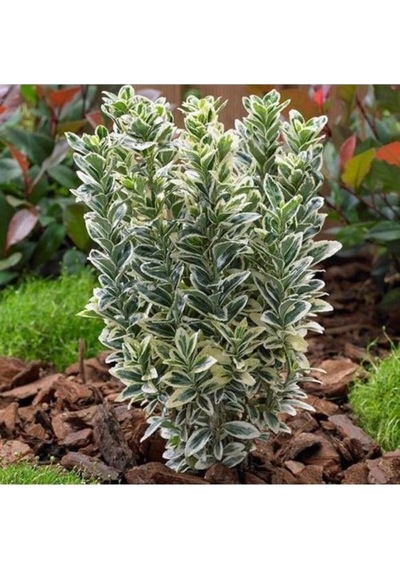Taflan Fidanı 30-50 Cm Gümüş Renkli