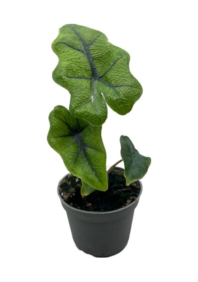 Alocasia Jacklyn Fil Kulağı
