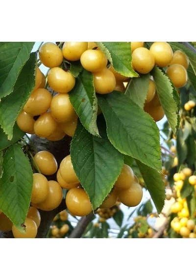 4 Yaş Aşılı Starksgold Tozlayıcı Kiraz Fidanı Yarı Bodur