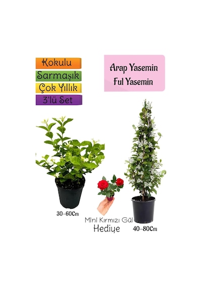 Kokulu Arap Yasemini+ful Yasemin+mini Gül 3'lü Bahçe Seti