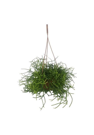Rhipsalis Cereuscula | Askılı Saksıda