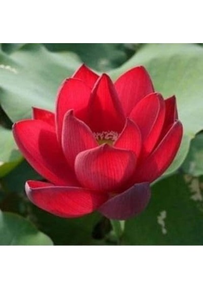 10 Adet Kırmızı Lotus Tohumu Nilüfer Tohumu