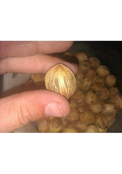5 Adet Tohum Coco Hindistan Cevizi Tohumu Saksı Toıprak