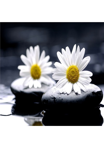 Spa Taşları Papatya Ve Orkide Doğal Taş Bardak Altlığı 4'lü Set - Natural Stone Coasters - Taş Çok Renkli