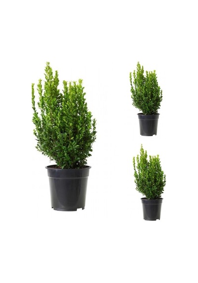 Videolu Bol Yapraklı 3 Adet Şimşir Fidanı Saksılı 30-50cm Boxwood Sapling