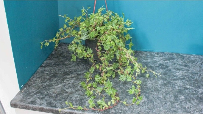 Çınar Yapraklı Hedera Helix Sarmaşık Duvar Orman Sarmaşığı 10-20 Cm