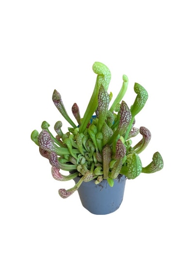 Sarracenia Psittacina Sinek Kapan Etobur Bitki