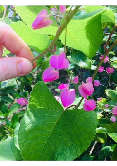 10 Adet Pink Coral Vine Tohumu