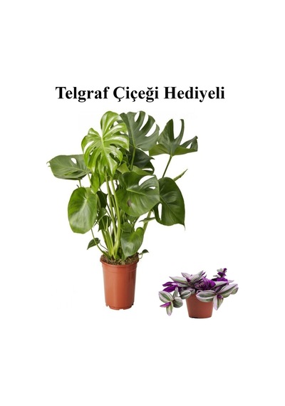 Avantajlı Parlak Geniş Yapraklı Deve Tabanı Bitkisi Sevgililer Gününe Özel Telgraf