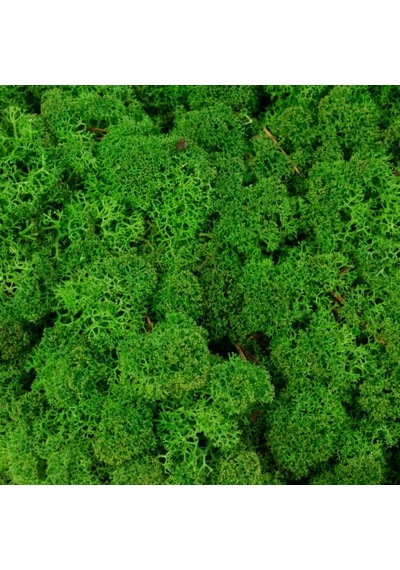 Reindeer Moss Medium Şoklanmış Norveç Yosunu 30gr