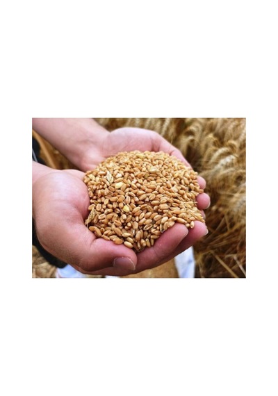 İşlenmemiş Buğday 1 Kg Topraktan Halka