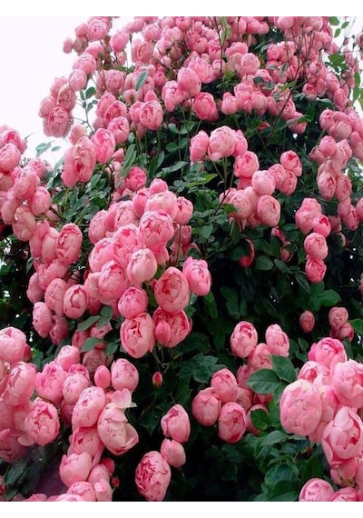 Videolu Pembe Özel Tür Mis Kokulu 1 Adet Sarmaşık Gül Fidanı Saksılı 70-110 Cm Pink Climbing Rose