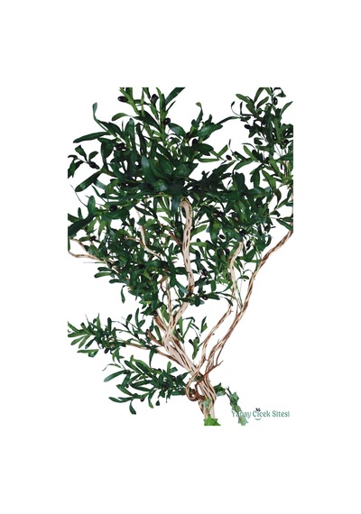 Yapay Çiçek Sitesi Fiber Saksıda Bonsai Gövdeli Premium Yapay Zeytin Ağacı 180 Cm Yeşil