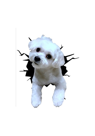 Maltese Araba Sticker Yapıştırması Model4 18Cm