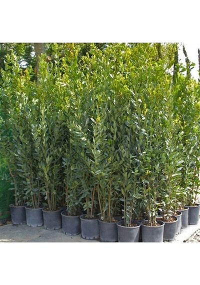 Tüplü 25-30 Cm Defne Ağacı Laurus Nobilis Fidanı
