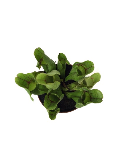 Sarracenia Purpurea 'Venosa' (Sinek Kapan Etobur Bitki) Ø8,5 CM H10-15 CM