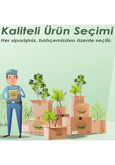 Dracaena Marginata Çiçeği 2 Gövdeli 80-100cm