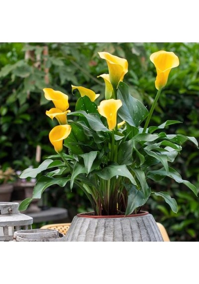 Gala Gelin Çiçeği Calla Lily Sarı 10-20 Cm