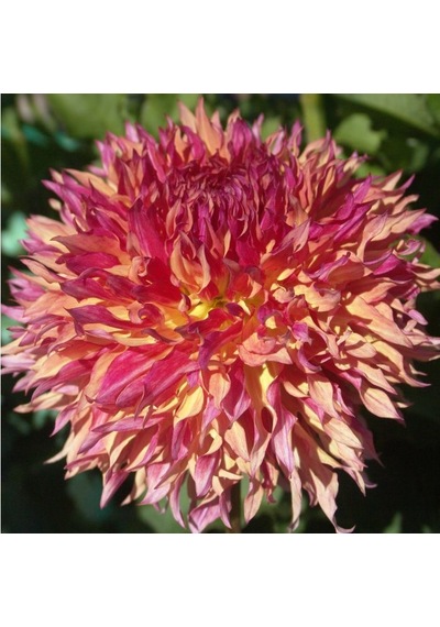 Pink Myrtle's Folly Dahlia Yıldız Çiçeği Yumrusu 1 Adet
