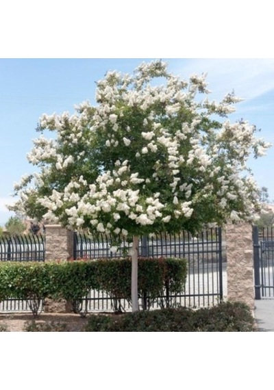 Beyaz Oya Çiçeği Fidanı 40-60 Cm