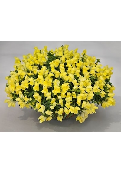 Sarı Aslanağzı Antirrhinum BraunBlanquetii Tohumu 20 Tohum