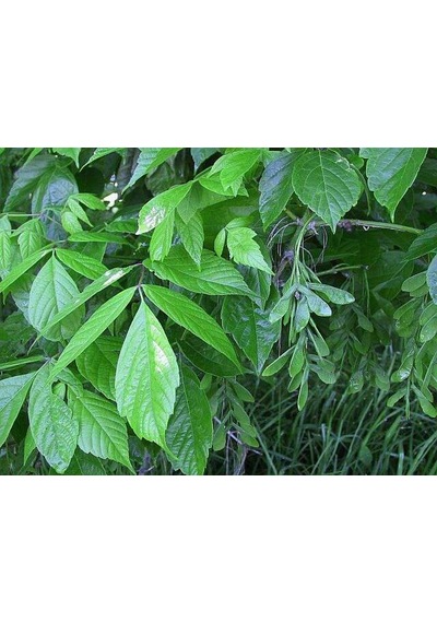 Ash Tree Sapling Dişbudak Fidanı 30-70 Cm