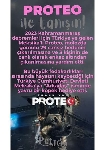 Petjoo 24.Proteo Gri-Pembe Qr'lı Köpek Künyesi