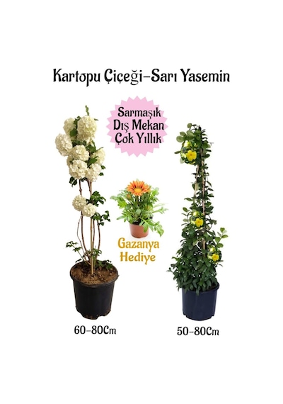 Kartopu Çiçeği 1 Adet+sarı Yasemin 1 Adet+sarı Gazanya Saksılı Bahçe Seti