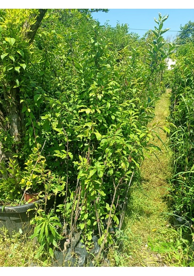 Yeşil Deniz Fidancılık Tüplü Can Erik Fidanı 100-150 Cm