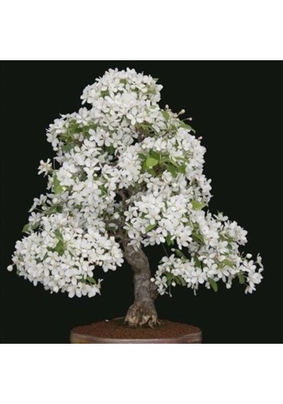 Beyaz Zakkum Bonzai Ağacı Tohumu 5 Tohum + Bonsai Tohumu