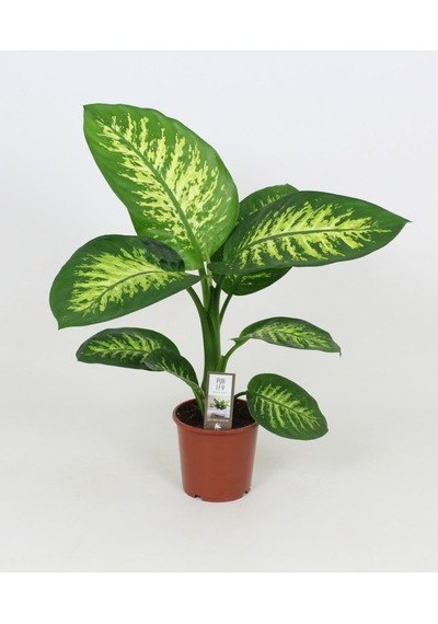 Serada Decor Plant Difenbahya Tropik Salon Bitkisi Tropic Snow 50 - 70 Cm