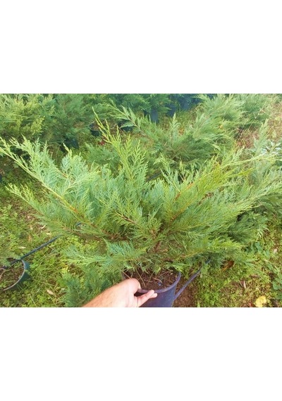 Yayılıcı Leylandi Cupressocyparis Leylandii Horizantelis 40-60 Cm