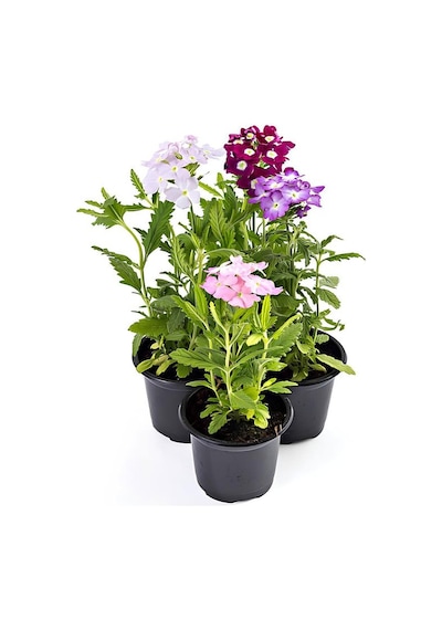 Karışık Renk 4 Adet Mine Çiçeği Pembe-beyaz-mor-fuşya Renk 10-20cm