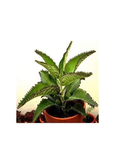 Aşkın Gözyaşı Çiçeği Kalanchoe Daigremontiana 15 Cm 5 Adet