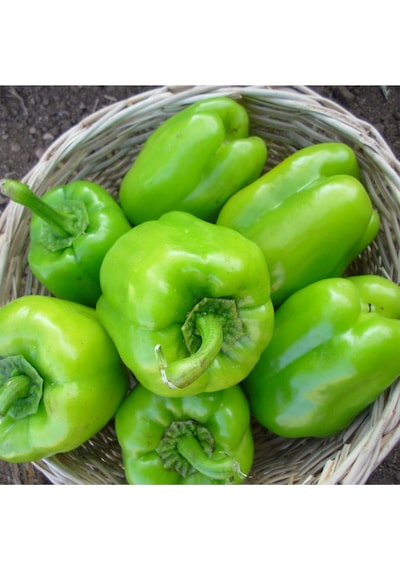 Kandil Dolma Biber Tohumu 6 Paket