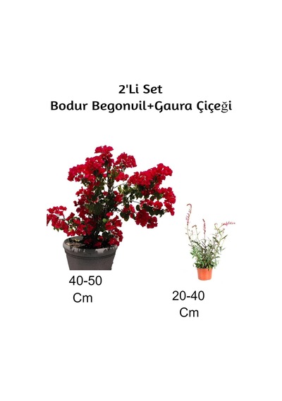 Kırmızı Bodur Begonvil+ Gaura Çiçeği 2'li Set Dış Mekan Bitkisi Begonvillia