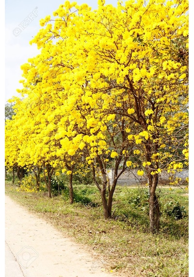 Sarı Tabebuia Ağacı Tohumu 5 Tohum + Tohum