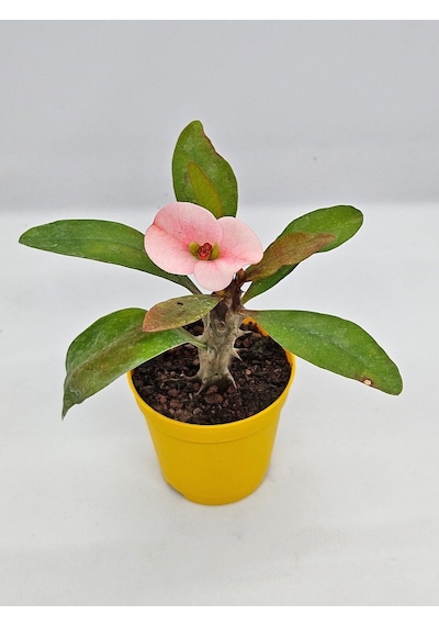 Tayland Milii - Dikenler Tacı İri Açık Pembe Çiçek Açan Bitki Boyu 5-7 Cm'dir 5.5cm Saksılı