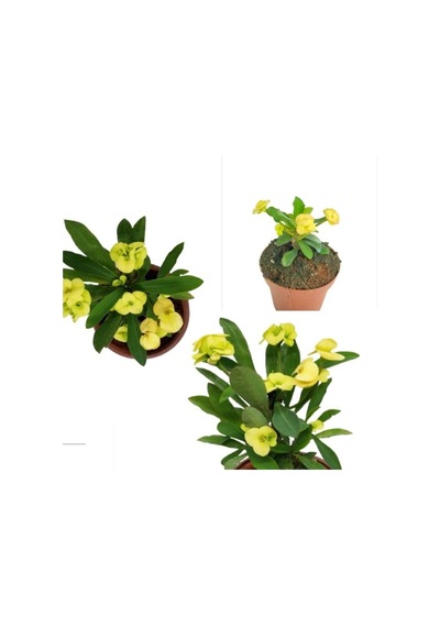 Sarı Dikenler Tacı Japon Iğnesi Dikenler Tacı Euphorbia Milii 10-20 Cm
