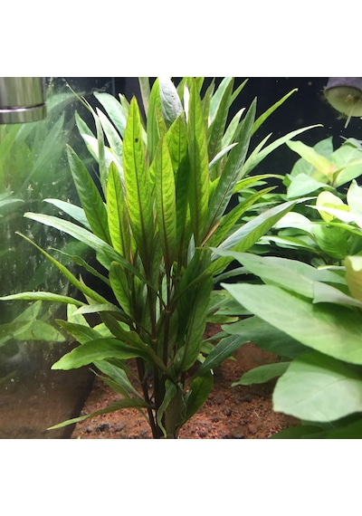 Nomaphila Spp Akvaryum Bitkisi Canlı Bitki 5 Dal